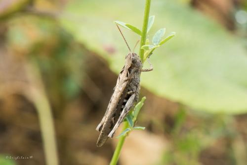 Chorthippus sp.